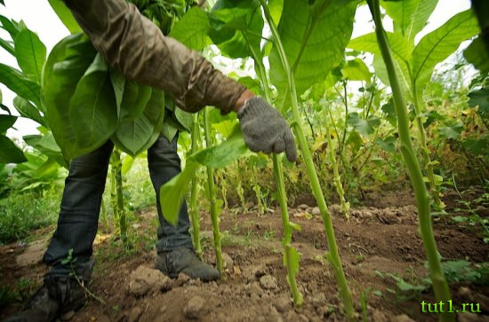 Кубинские сигары - процесс изготовления