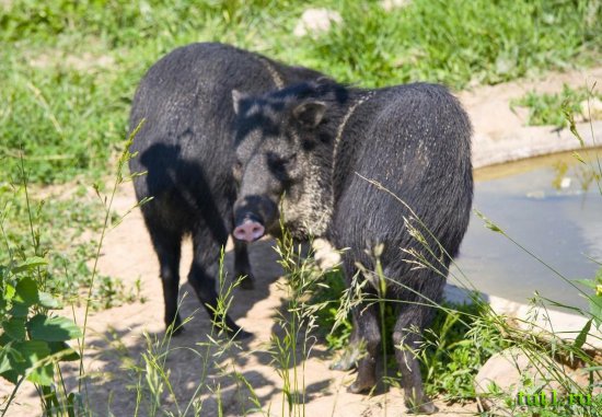 Остров Гуама - пекари