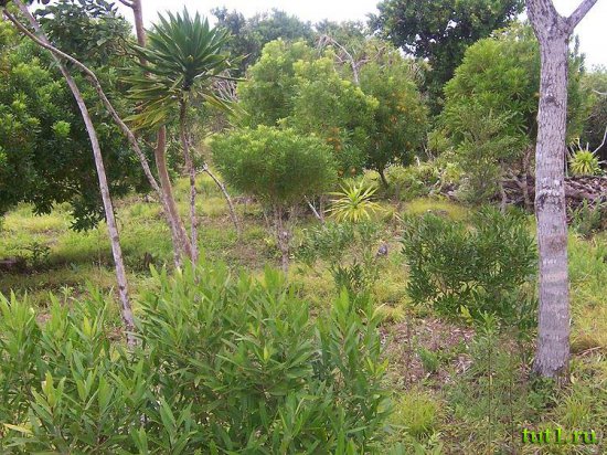 Местность Маврикия