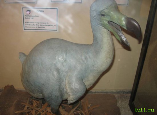 Додо - символ острова Маврикий