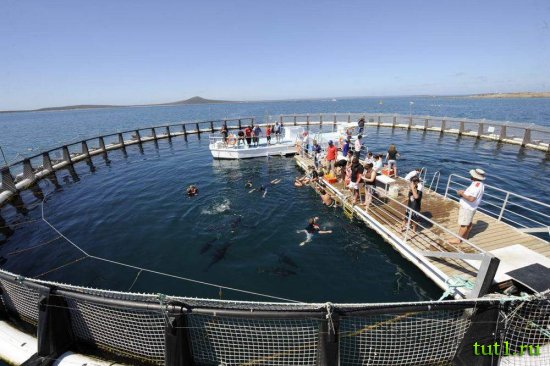 Коста-Дорада - купание с тунцом