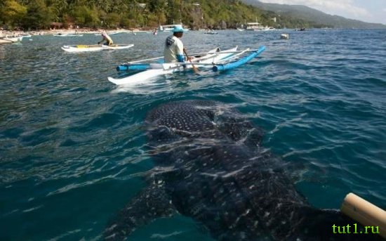 Филиппинские острова - плаванье с китовыми акулами