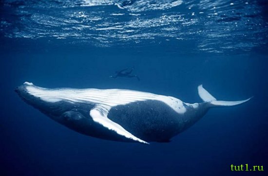 Филиппинские острова - киты