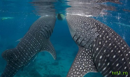 Филиппинские острова - плаванье с китовыми акулами