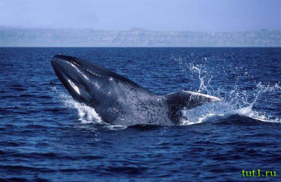 Филиппинские острова - киты