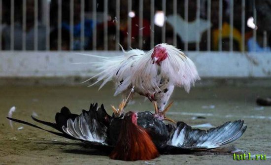 Филиппинские острова - петушиные бои