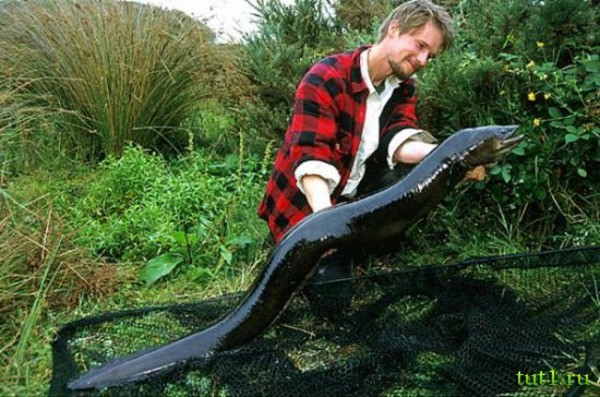 Новая Зеландия - кормление угрей