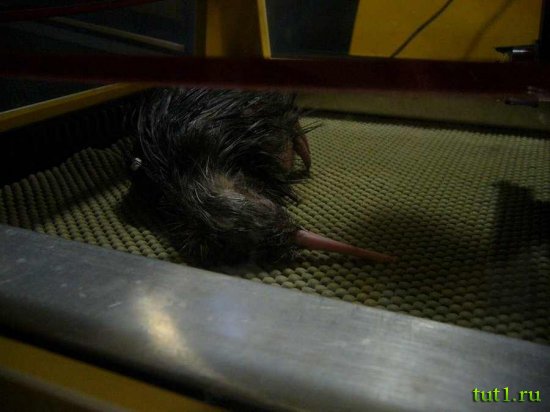 Новая Зеландия - киви