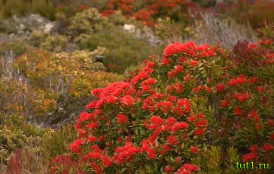 Остров Эндерби - Новая Зеландия