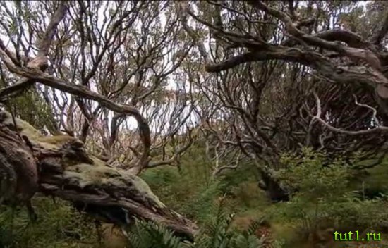 Остров Эндерби - деревья метросидероса зонтичного