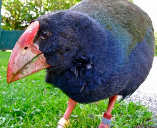 Новая Зеландия - птица такахе