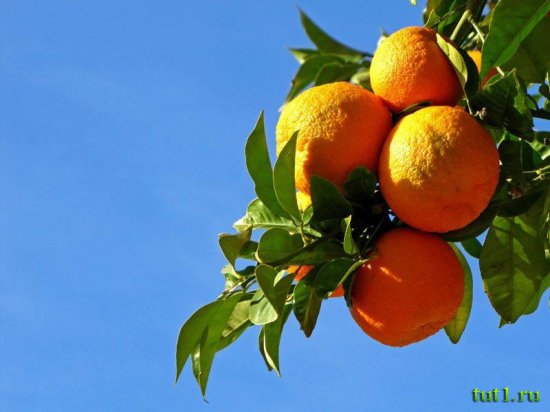 Город Сольер - Золотая долина