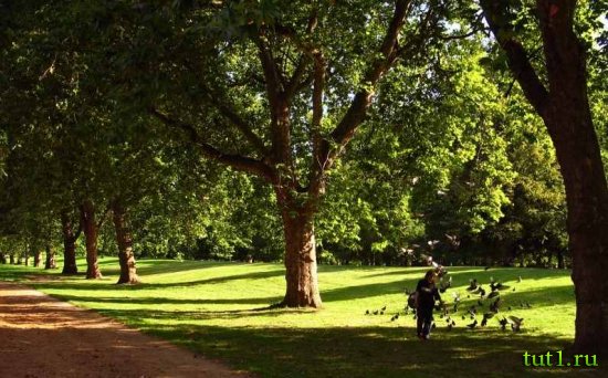 Лондон - Гайд-парк