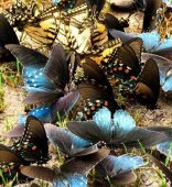 Остров Родос - Долина Бабочек