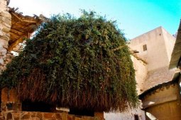 Монастырь Святой Екатерины - неопалимая купина