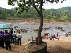 Слоновий питомник Пиннавела - Шри-Ланка