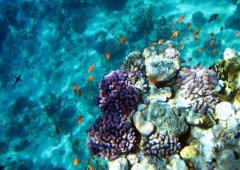 Парк Рас-Мохаммед