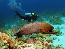 Национальный парк Рас-Мохаммед — Египет