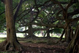 Королевский ботанический сад Шри-Ланки