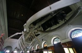 Национальный музей Коломбо - скелет кита