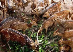 Зоопарк Коломбо - Шри-Ланка