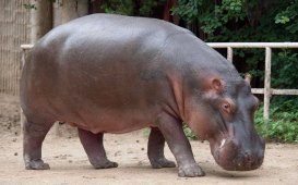 Зоопарк Коломбо - Шри-Ланка