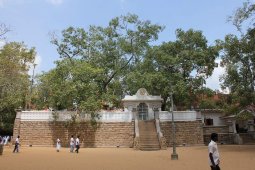 Анурадхапура - храм Бодхи