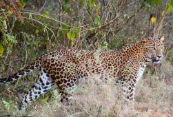 Национальный парк Яла - Шри-Ланка