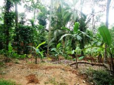 Сады специй в Шри-Ланке