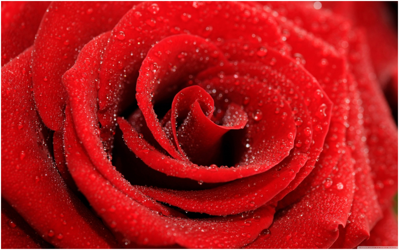 Красные розы – проверенная временем классика